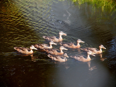 [A group of 8 ducklings swim to the right. The one in the very front and one in the rear have their bills wide open as they call out. They are moving fast enough they're creating a wake.]